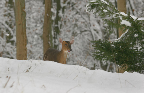 Female Muntjac 